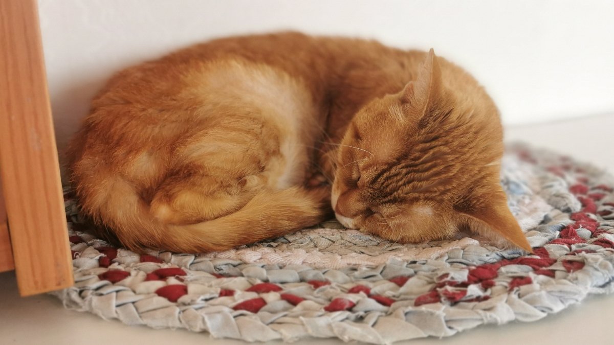 丸まって寝る猫