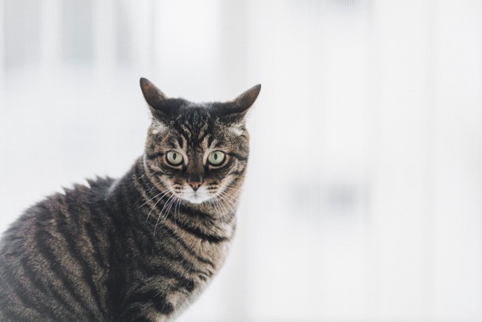 イカ耳の猫