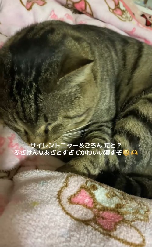 毛布の上で丸くなって寝ている猫