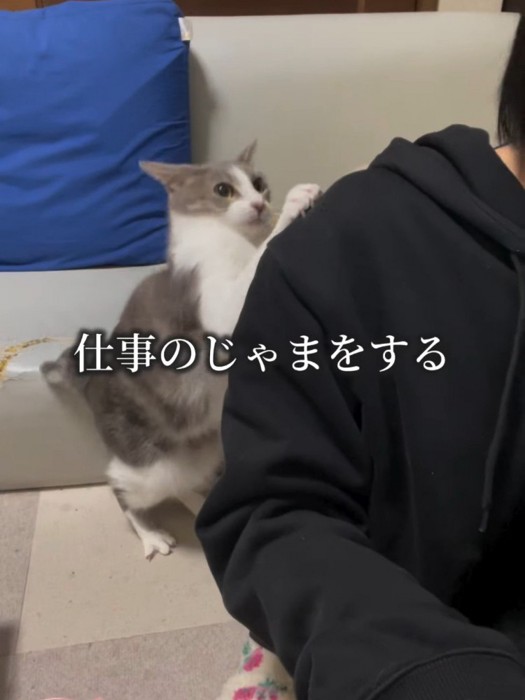 人の後ろにいる猫