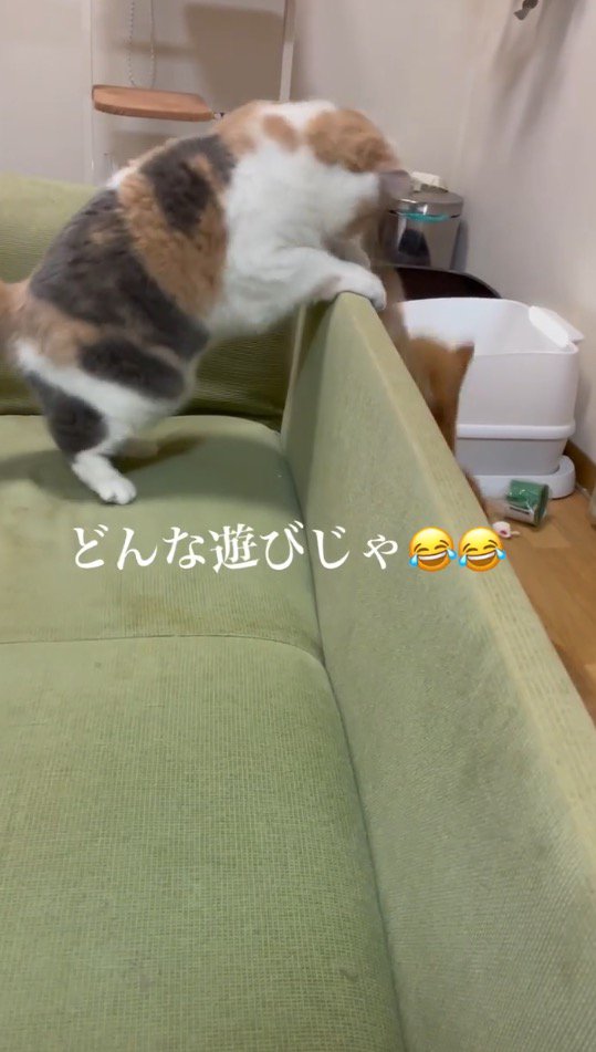 ソファから身を乗り出して茶トラ猫を見つめる三毛猫