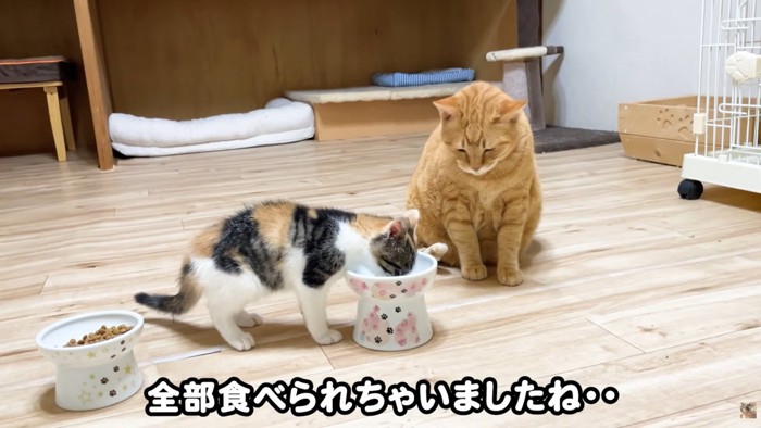 テロップ「全部食べられちゃいましたね」