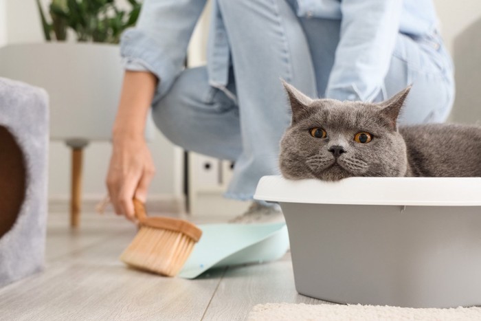 掃除をする人とトイレの縁にあごを乗せている猫