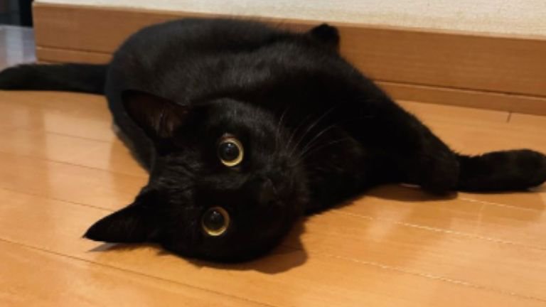 寝転がっている猫