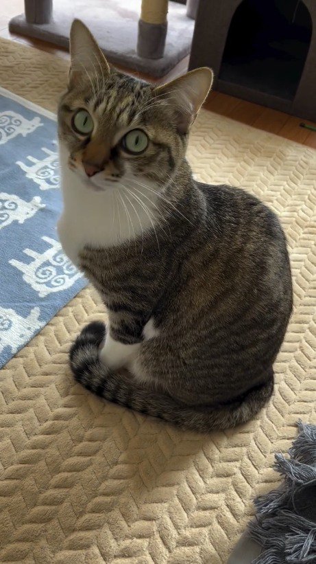 飼い主の方を振り向く猫