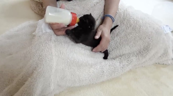 ミルクを飲む黒猫