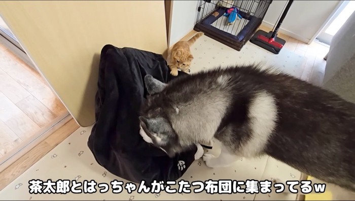 部屋の隅に置かれたコタツ布団の匂いを嗅ぐハスキー犬と茶トラ猫