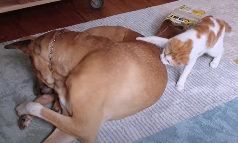 犬にタッチする猫