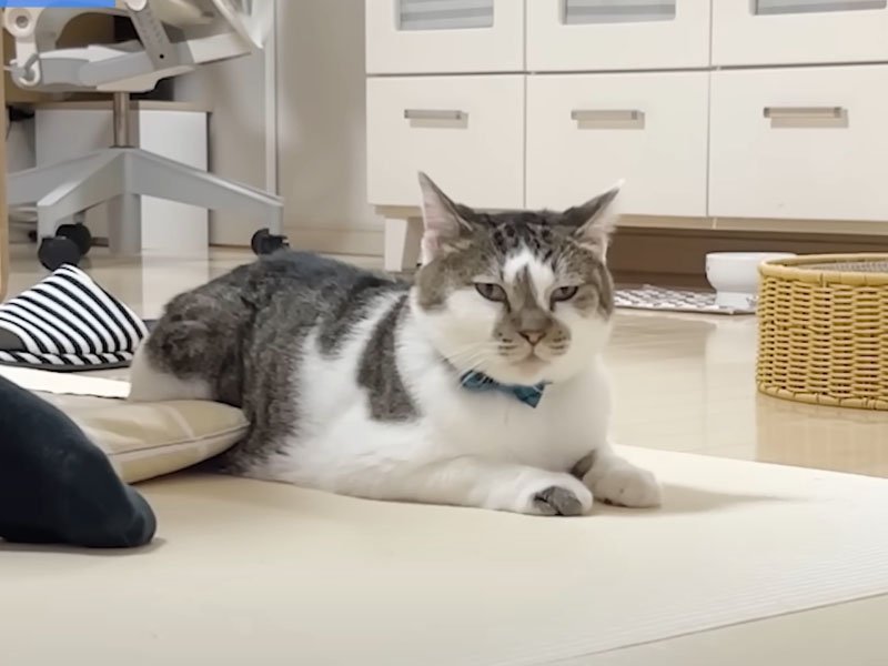 寄り添って座る猫