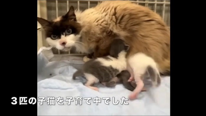 子猫に乳をあげながらカメラを凝視する母猫