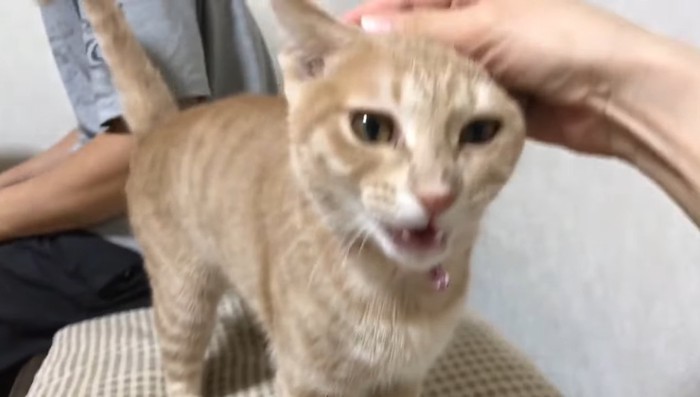 鳴き声を上げて