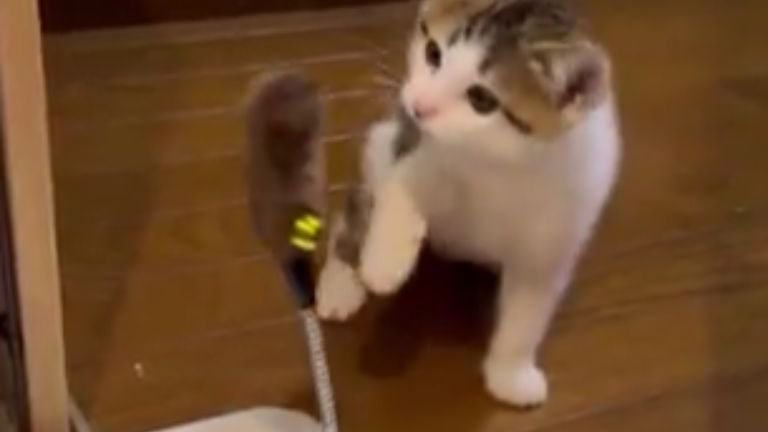 猫じゃらしで遊ぶ子猫