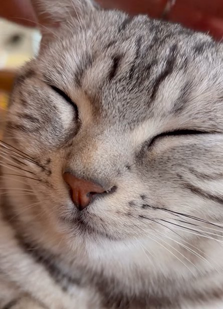 目を瞑る猫(画面右上に人の手)