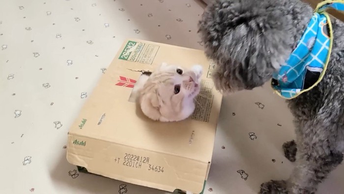 顔を出すじゅんちゃん
