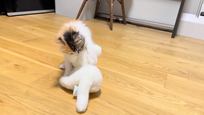 ぬいぐるみに移動したうなぎちゃん