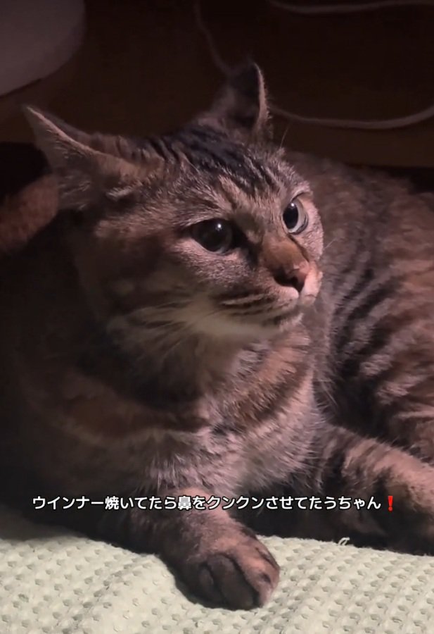 匂いを嗅ぐ梅干しちゃん