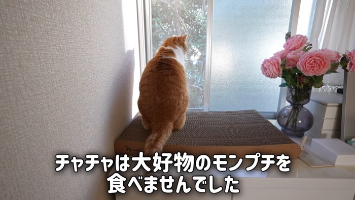 テロップ「チャチャは大好物の~」