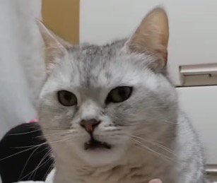 飼い主の足から顔を離す猫