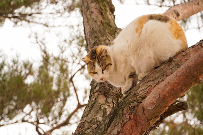 木の上の猫