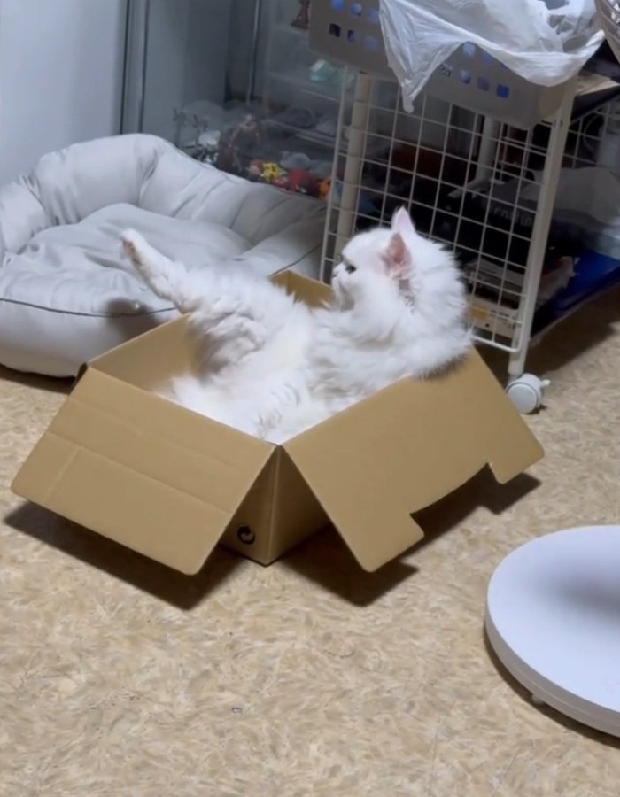 ダンボールでくつろぐ猫