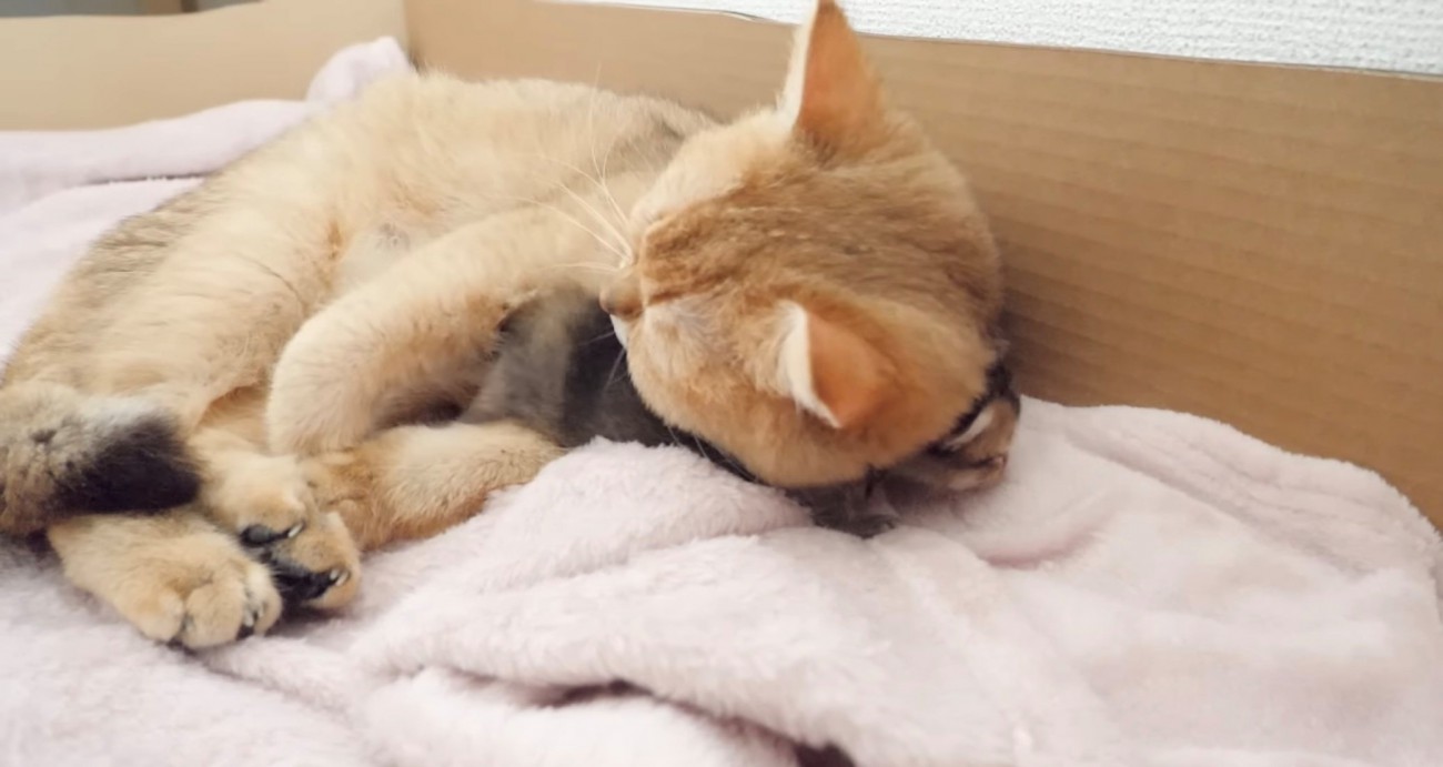 母猫に抱かれている子猫