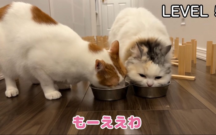 並んで食べる猫