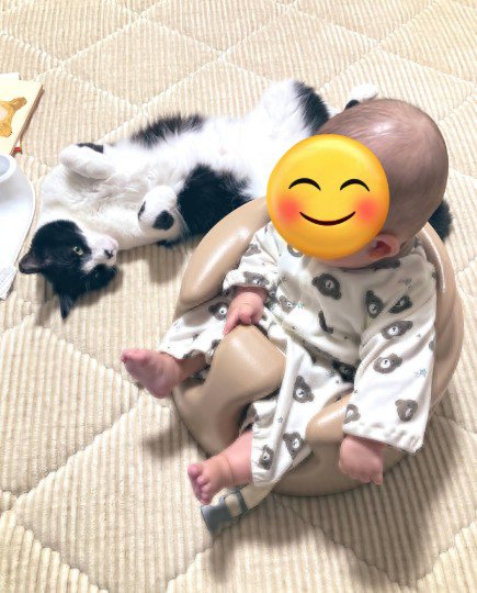 バンボに座る赤ちゃんと見つめる猫