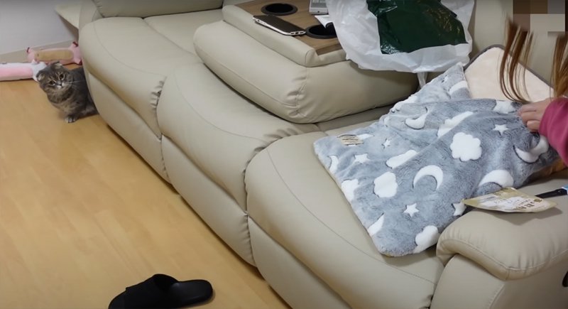 見慣れないものを警戒する猫