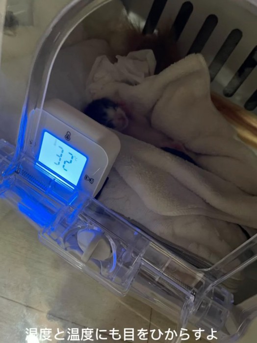 機械に入る赤ちゃん猫