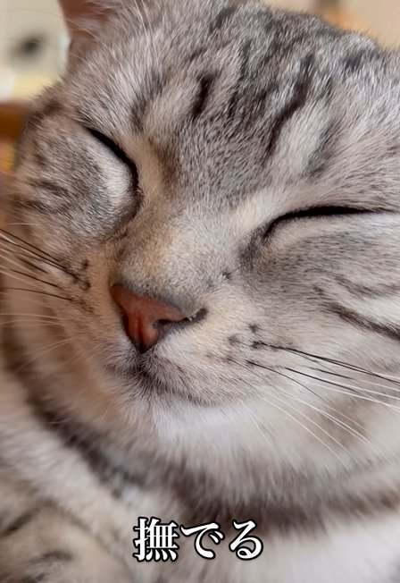 目を瞑る猫(撫でる)