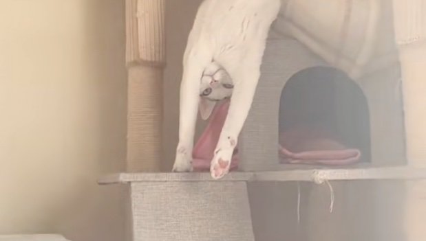 腕の隙間から覗く猫