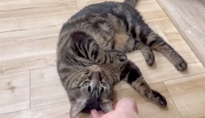 お腹を見せるホタルちゃん