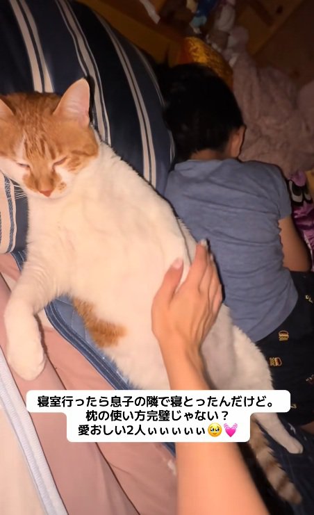 枕に頭を乗せて寝ている猫をなでる