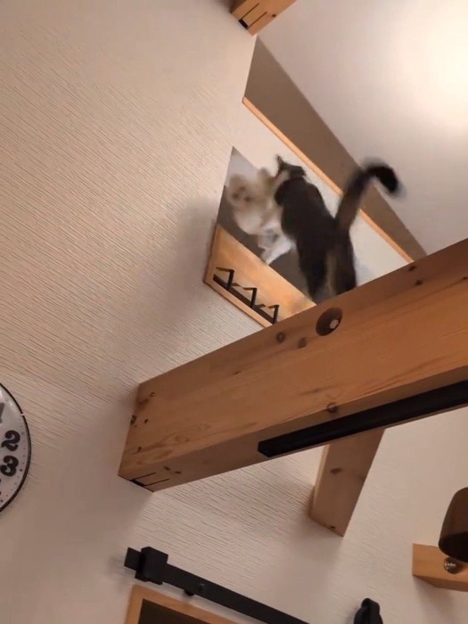 猫の後ろ姿