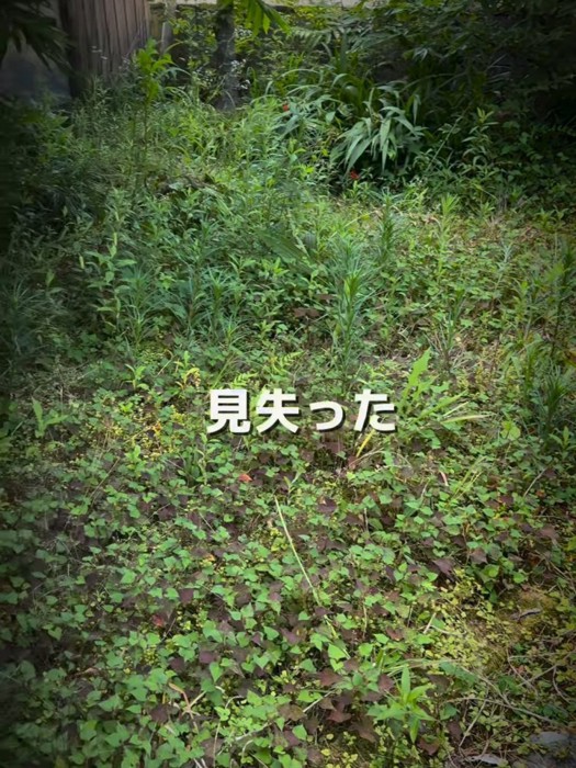 草が生えた庭