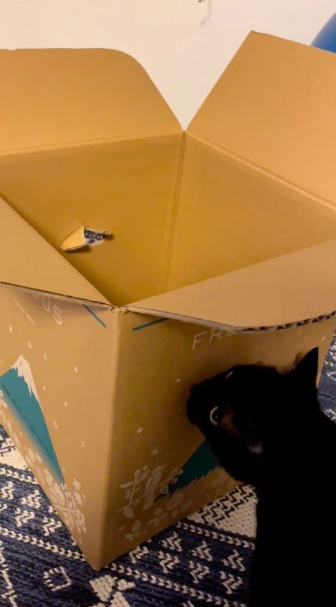 ダンボールの持ち手の穴を見つめる猫