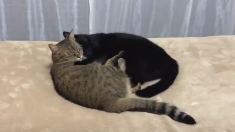 抱き合っている猫たち