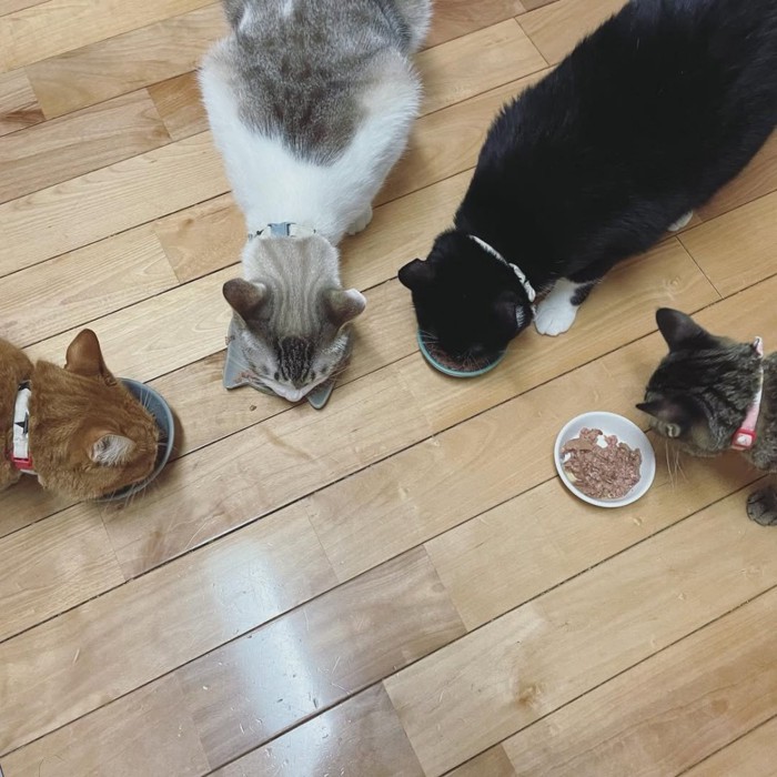 ごはんを食べる4匹の猫