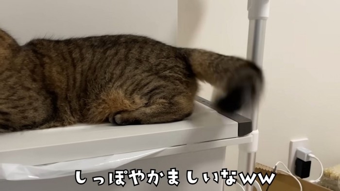 外を覗き込む猫さんのしっぽ