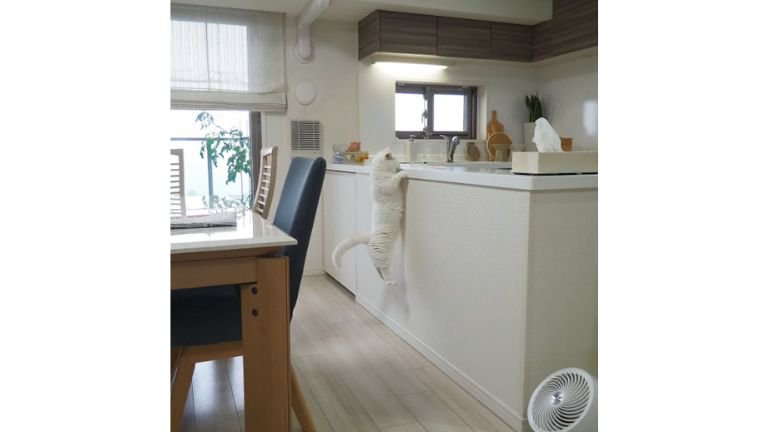 ぶら下がっている猫