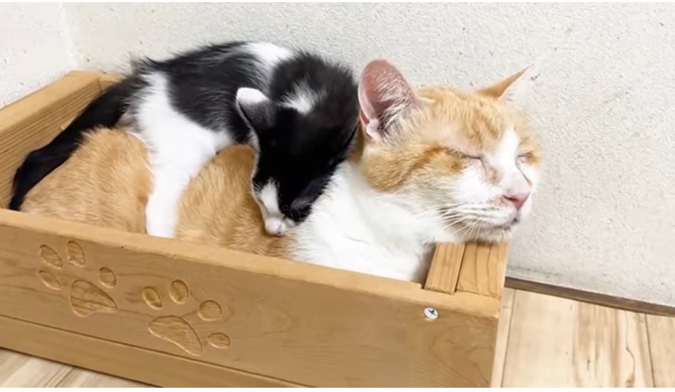 猫ベッドでむぎくんの背中に乗るチーノくん