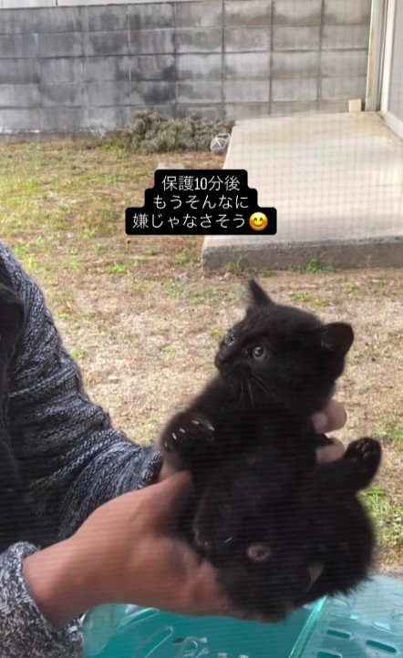 抱っこされている子猫