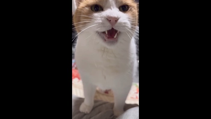 ニャー