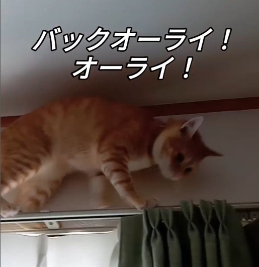 カーテンレールの上の猫