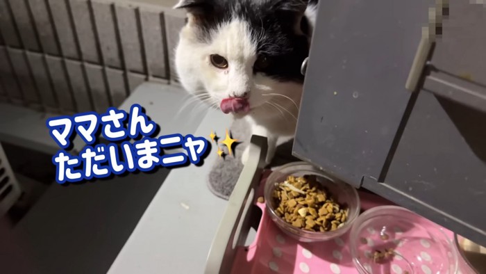 鼻をなめる猫