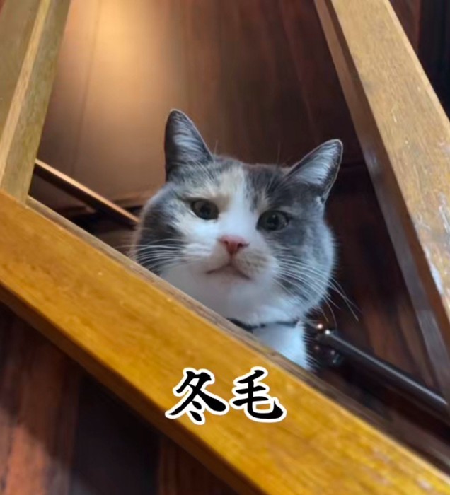 冬毛のにゃうちゃん