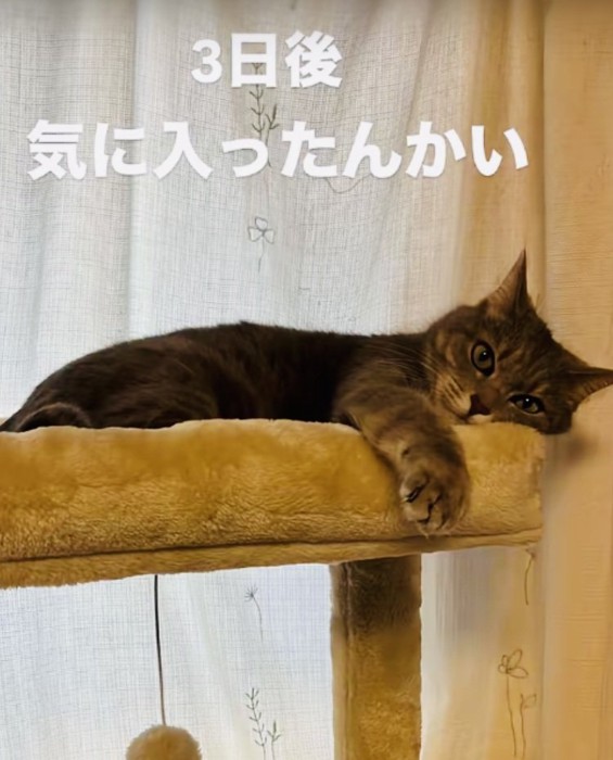 キャットタワーのベッドで寛ぐサバトラ猫
