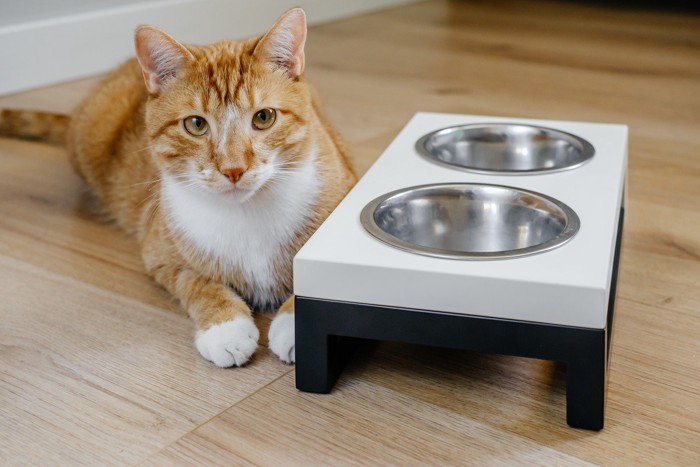 食べ終わった猫