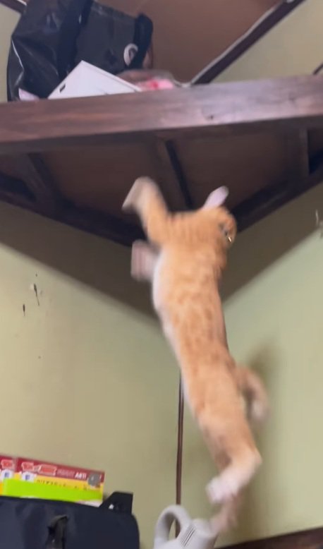 落ちる猫