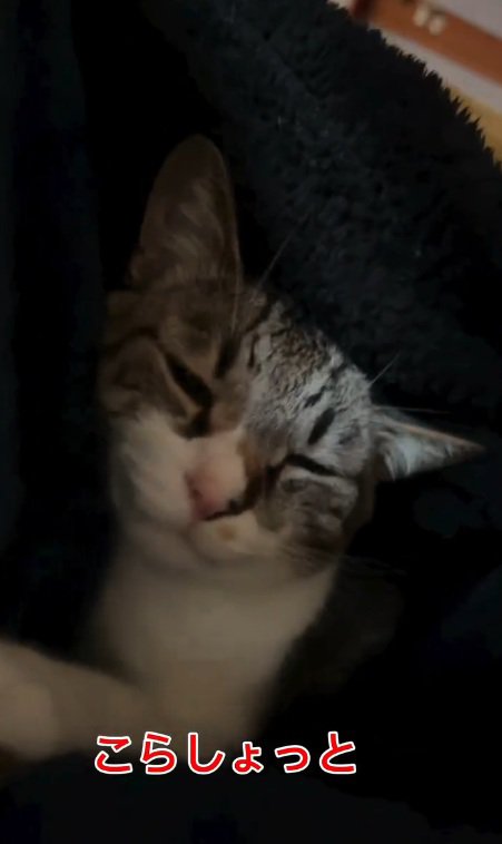 くつろぐメルくん